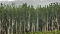 Pastures Past: The early debate over New Zealand’s pine forests