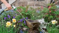 Ditch The Chemicals: There's A Cuter Way To Keep Birdbath Water Fresh & Clean