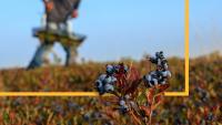 What happens to the food supply when farm aid offices vanish?