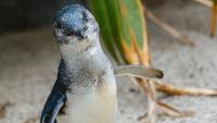 Travel Alerts: Penguin of the Year, Dunedin tops Lonely Planet list, Auckland CRL routes, Whitney Houston at sea and Fiji Christchurch increase