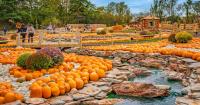 Europe's largest pumpkin festival 12 minutes from Surrey opens at Tulley's Farm