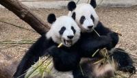 China is sending pandas back to US as Xi revives ‘Panda Diplomacy'