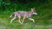 U.S. Travelers Warned As Beloved National Park In Canada Temporarily Closes After Coyote Bite