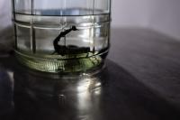 Korean Man Gets 5 Years in South Africa Over 150 Scorpions in Suitcase