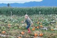 Chilliwack agritourism site offers pumpkin patch adventures, scream-filled nights