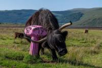 Farmer Shows Highland Cow How to Use Her Scratching Post, and She Gets It Immediately
