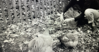Author writes a love letter to her western Pennsylvania farm