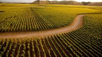 Hawke’s Bay wine tourism: 2026 award winners for food, stays and wine tours