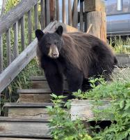 Camper bitten by bear in southern Colorado recalls moment it ‘came crashing’ into tent