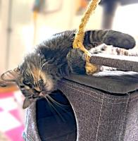 Carson City’s Catmandu introduces Sofia: A little survivor who deserves her ‘happily ever-after’ home