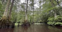 Natural area preserve in Southeast Virginia expanded by 1,900 acres