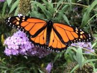The magic of monarch butterflies