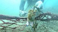 Kuwait Dive Team removes quarter-ton of ‘ghost nets’