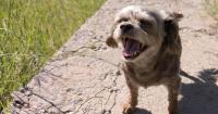 Hospital, Animal Care Providers Partner To Help Patients’ Pets