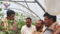 Inspection of productivity, marketing of organic cucumber at research station in Al-Irrah area