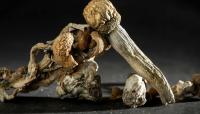 OPINION: Medical psilocybin: On track to what?