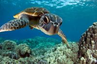 In Los Santos Panama More than 10,000 Turtle Nests are Protected.