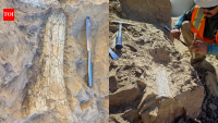 California construction workers uncover 40-million-year-old fossils; they could belong to extinct 'thunder beast' or 'swamp rhino'