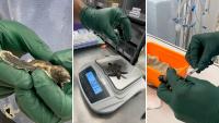 Florida rescuer finds sea turtle hatchling at bottom of stairs, nowhere near the ocean