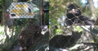 Tilcayo identified in Los Yungas, a new species of which only one specimen is known