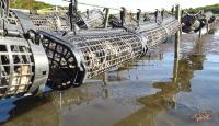 Massachusetts oyster farmers say sewage-linked closures are pushing South Coast farms to brink