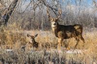 Curious Nature: How the use of lead ammunition takes away from the environmental benefits of big-game hunting