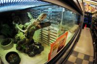 Maryland, Virginia police say trio stole 60 reptiles from pet stores to sell online