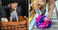 27 Products That’ll Make Puppy Parenthood Less Intimidating