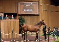 ‘Spectacular Success’: Another Record-Setting Keeneland September Sale Concludes