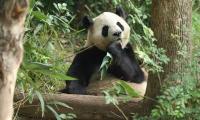 Pair of Chinese giant pandas arrives in US city Atlanta