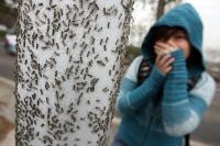 Biting Midge Swarms Overwhelm Northern China Cities