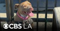 Video shows man saving dog from burning car on Los Angeles' Skid Row