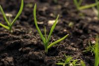 7 Garlic Companion Plants for Healthier Plants, From Roots to Fruits