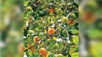 Assam’s thekera fruit holds untapped potential in global nutraceutical market