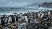 First New Penguin Species in a Century Found on Remote Kerguelen Islands