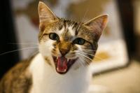 Pet Talk: Why do cats hiss?