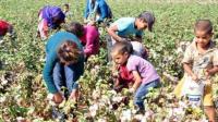Ipek: Looking only at the final link in child worker deaths is wrong - Part One