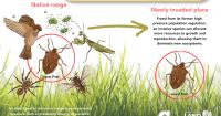 Guam’s battle against invasive species