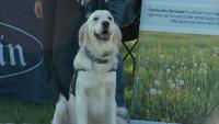 Dozens of golden retrievers race, paint at Draper fundraiser
