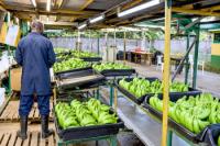 Cameroon Bananas: CFAF 31.6bn EU Support Lifted Output but Left Export Markets Undiversified