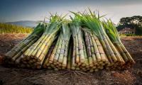 Namibia’s Sweet Future Lies Beyond Sugarcane