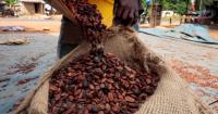 Ivory Coast: 50,085 tons of cocoa traced in two weeks as ports see 51.6% increase