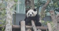 Chinese fans, keeper bid farewell as two giant pandas head to U.S. for 10-year stay