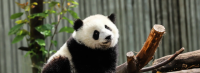 China Sends Two Giant Pandas To US Zoo In Fresh ‘Panda Diplomacy’ Move