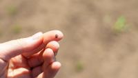 Turkish researchers develop AI app to identify tick species