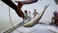 India-Bangladesh Hilsa trade twist: Indian exports stopped by Dhaka, but will it come to India for Puja