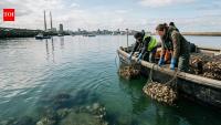 Dublin Bay had no native oysters for 200 years; 18,000 were placed in its harbour as a project began rebuilding a lost reef