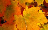 See ‘The Science of Autumn Foliage’