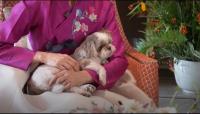 U.S. Ambassador Michelle Steel's Shih Tzu steals show during Chuseok greeting