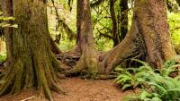 7,500 donors pay to save 29 acres of Washington's Olympic rainforest from state timber sale